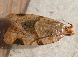 Garden Tortrix